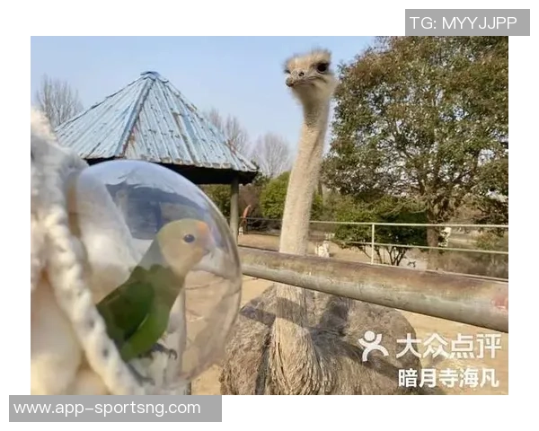 都柏林动物园为鹦鹉命名帕洛特引发热议带队杀入附加赛